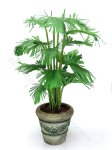 Miniature Potted Parlour Palm by Mini Creations by Judy (image for) Miniature Potted Parlour Palm by Mini Creations by Judy