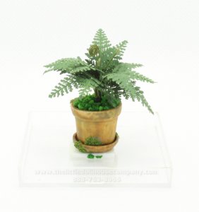 (image for) Miniature Fern in Pot
