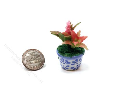 (image for) Miniature Potted Bromeliad Plant (1 pc)