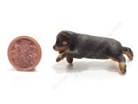 (image for) Miniature Rottweiler Puppy Lying on Back by Karl Blindheim
