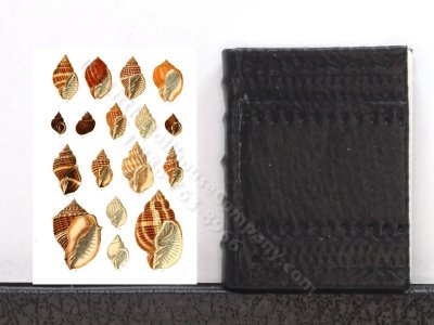 (image for) Miniature Book: 'Thesaurus Conchyliorum'