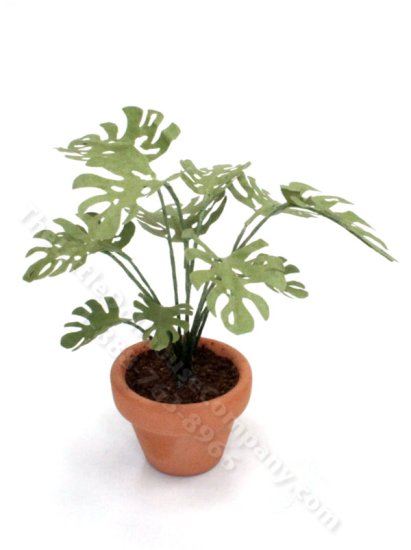 (image for) Miniature Monstera Plant in Round Terracotta Pot