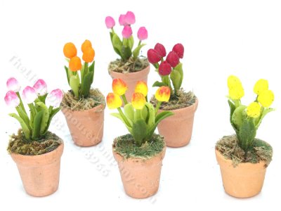 (image for) Miniature Potted Tulips (1pc)