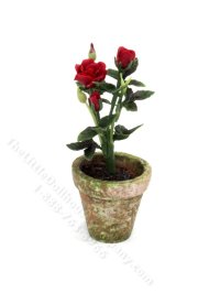 (image for) Miniature Red Roses in a Pot