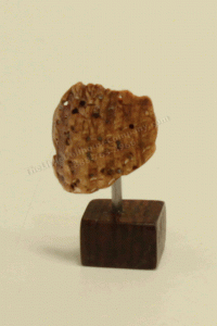 (image for) Miniature Brown Shell Sculpture by PRD Miniatures