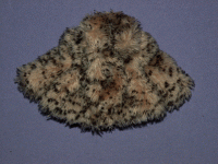 (image for) Miniature Fabric Animal Print Girls Coat with Matching Purse