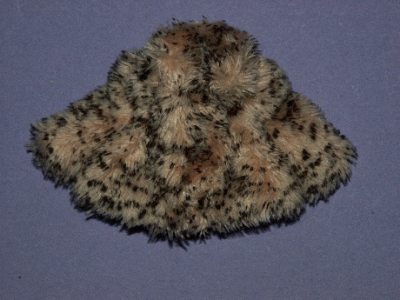 (image for) Miniature Fabric Animal Print Girls Coat with Matching Purse