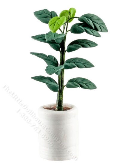 (image for) Miniature Houseplant in White Planter