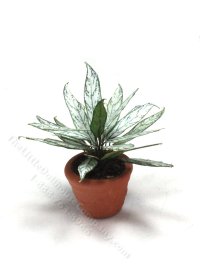 (image for) Miniature Silver Queen Plant in Terracotta Pot