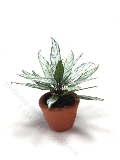 (image for) Miniature Silver Queen Plant in Terracotta Pot