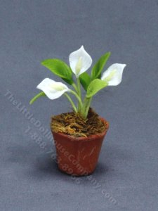(image for) Miniature Potted Calla Lilies (1 pc)