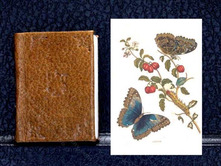(image for) Miniature Book: 'Metamorphosis insectorum Surinamensium'