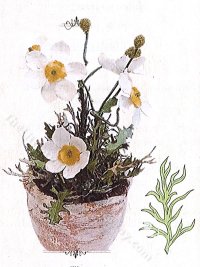 (image for) Miniature Daisy Leaves Kit