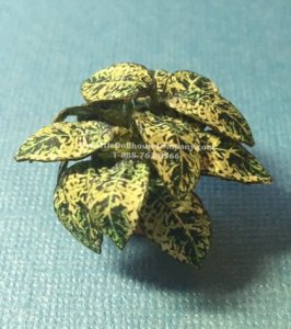 (image for) Miniature Pothos House Plant Kit For Dollhouses