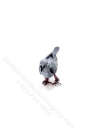 (image for) Dollhouse Scale Model Dove
