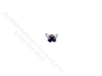 (image for) Miniature Butterfly for Dollhouses