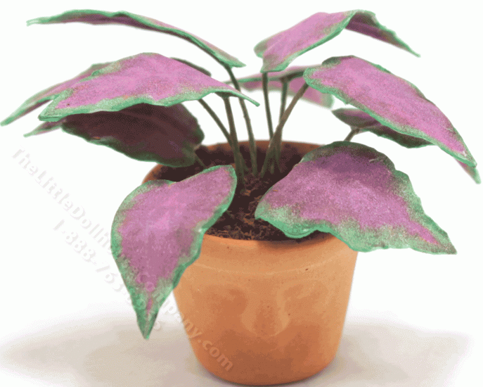 (image for) Miniature "Royal Flush" Caladium in Terracotta Pot With Face