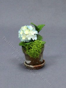 (image for) Miniature Blue Hydrangea in a Mossy Pot