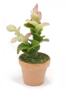 (image for) Miniature Potted Plant in Terracotta Pot