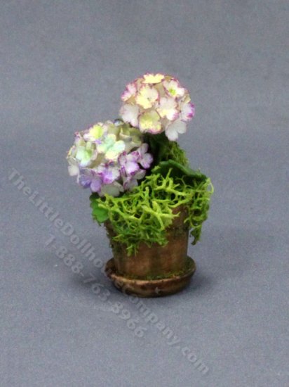 (image for) Miniature Purple and White Hydrangeas in a Mossy Pot