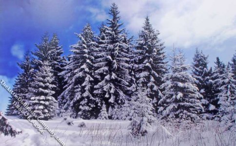 (image for) Winter Woods Scene Miniature Mural for Dollhouses