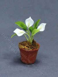 (image for) Miniature Potted Calla Lilies (1 pc)