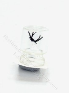 (image for) Miniature Spider in a Jar by Charlotte Willmott