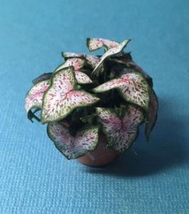 (image for) Miniature Coleus House Plant Kit For Dollhouses