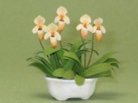(image for) Lady Slipper Orchid