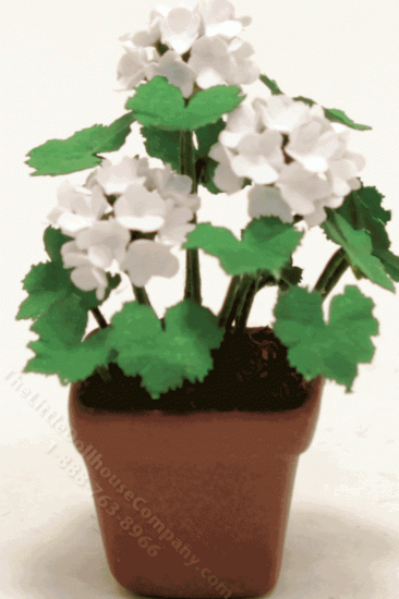 (image for) Miniature White Geraniums in Square Brown Pot