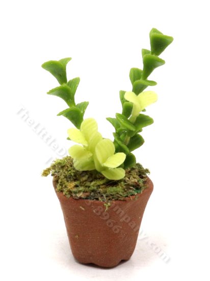(image for) Miniature Succulent Houseplant in Pot for Dollhouses
