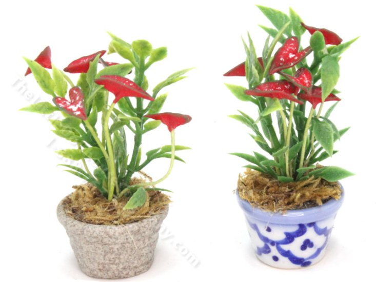 (image for) Miniature Potted Caladium Plant (1 pc)