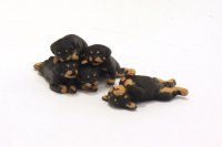(image for) Miniature Rottweiler 5 Puppy Litter by Karl Blindheim