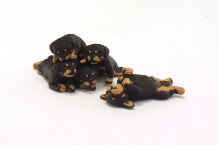 (image for) Miniature Rottweiler 5 Puppy Litter by Karl Blindheim