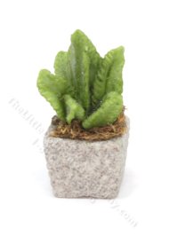 (image for) Miniature Potted Fern