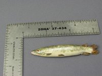 (image for) Dollhouse Scale Model Fish by Pride of Plaice