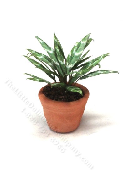(image for) Miniature Chinese Evergreen Plant in Terracotta Pot