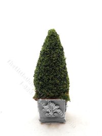 (image for) Miniature 4" Topiary in Square Light Grey Base for Dollhouses