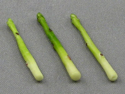 (image for) Dollhouse Scale Model Asparagus