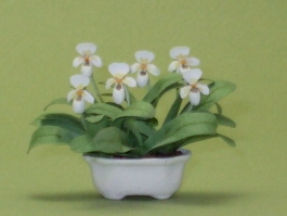 (image for) Lady Slipper Orchid