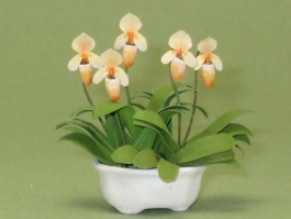 (image for) Lady Slipper Orchid