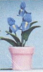 (image for) Miniature Blue Iris In Pot