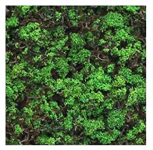 (image for) Foliage