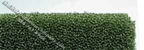 (image for) Twelve Inch Long Hedge