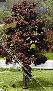 (image for) Four Inch Maple Trees