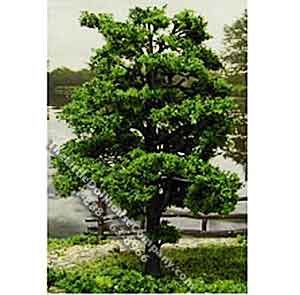(image for) 8 Inch Forest Green Trees 2/Pk