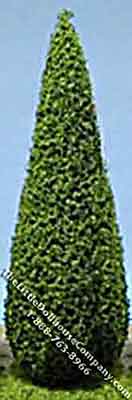 (image for) Miniature 4" Tall Poplar Green Tree for Dollhouses, 2/pkg
